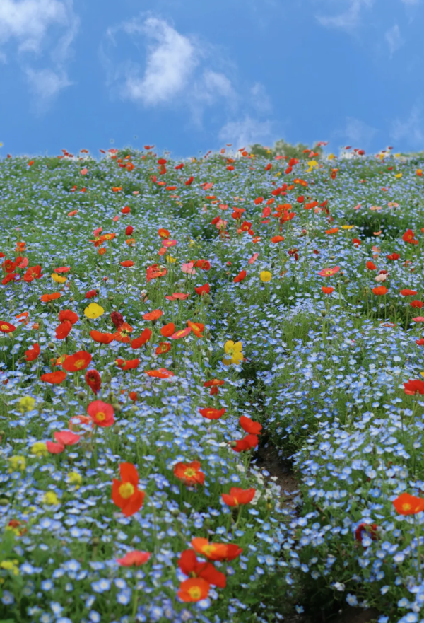 照片來源:小紅書@春天在哪里 照片來源:小紅書@春天在哪里