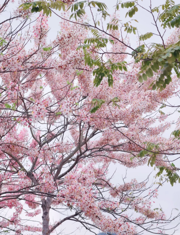 照片來源：小紅書@森森