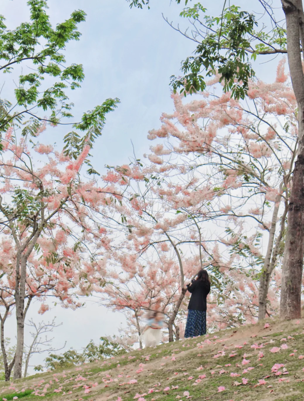 照片來源：小紅書@森森