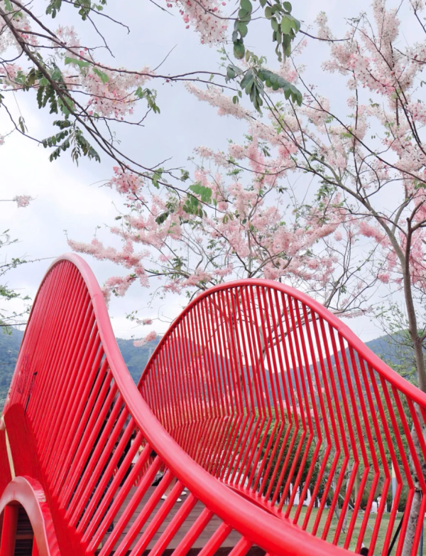 照片來源：小紅書@森森