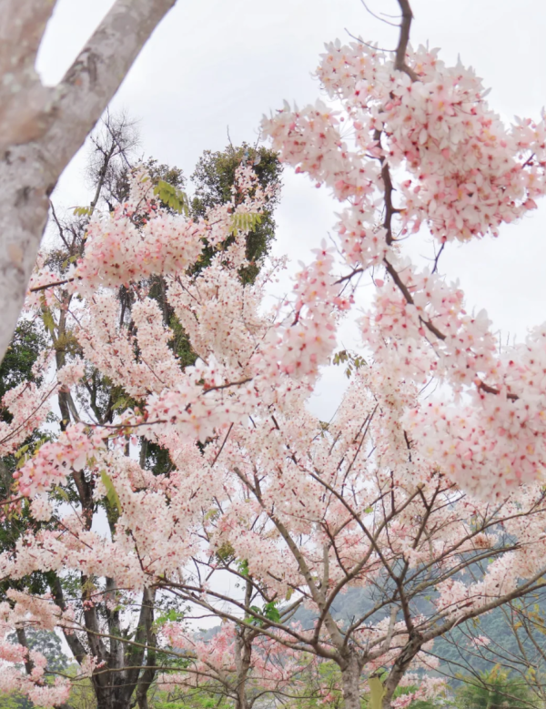 照片來源：小紅書@森森