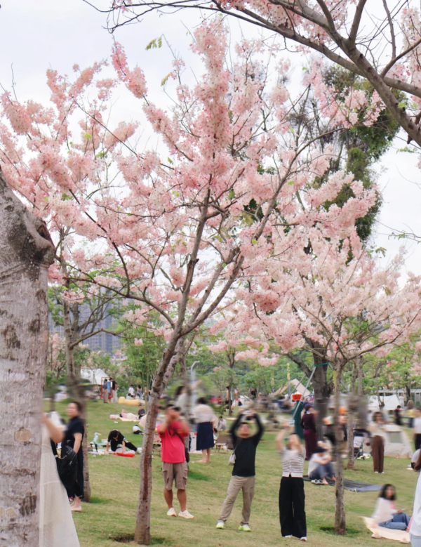 照片來源：小紅書@森森
