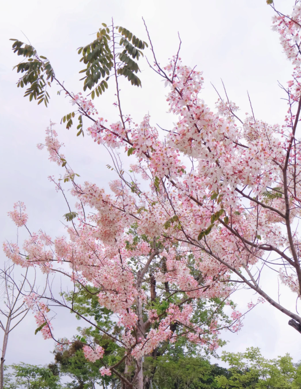 照片來源：小紅書@森森