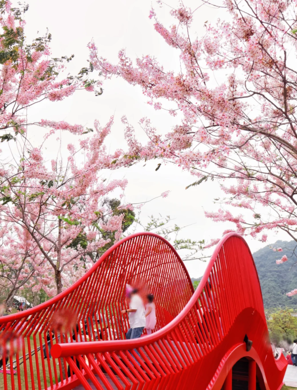 照片來源：小紅書@森森