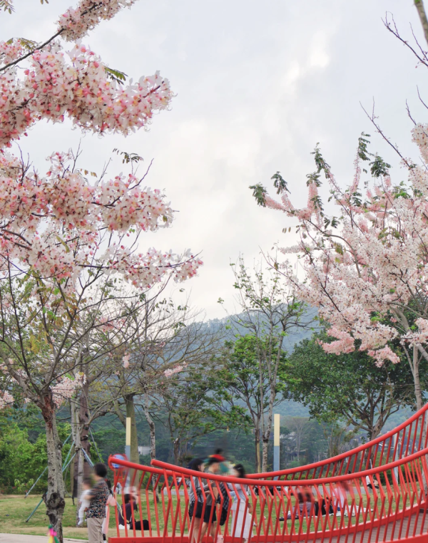 照片來源：小紅書@森森