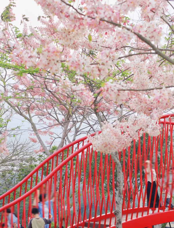 照片來源：小紅書@森森