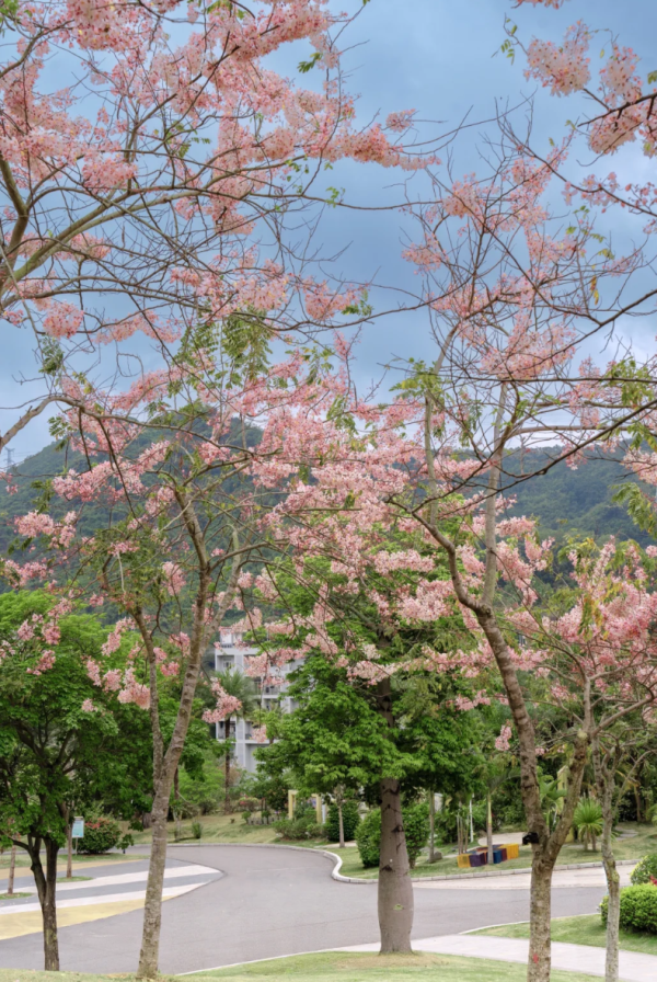 照片來源：小紅書@W绒绒