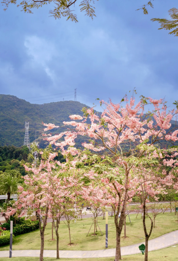 照片來源：小紅書@W绒绒