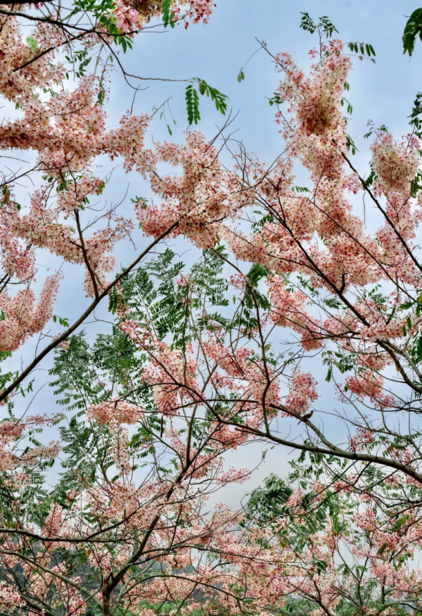 照片來源：小紅書@W绒绒