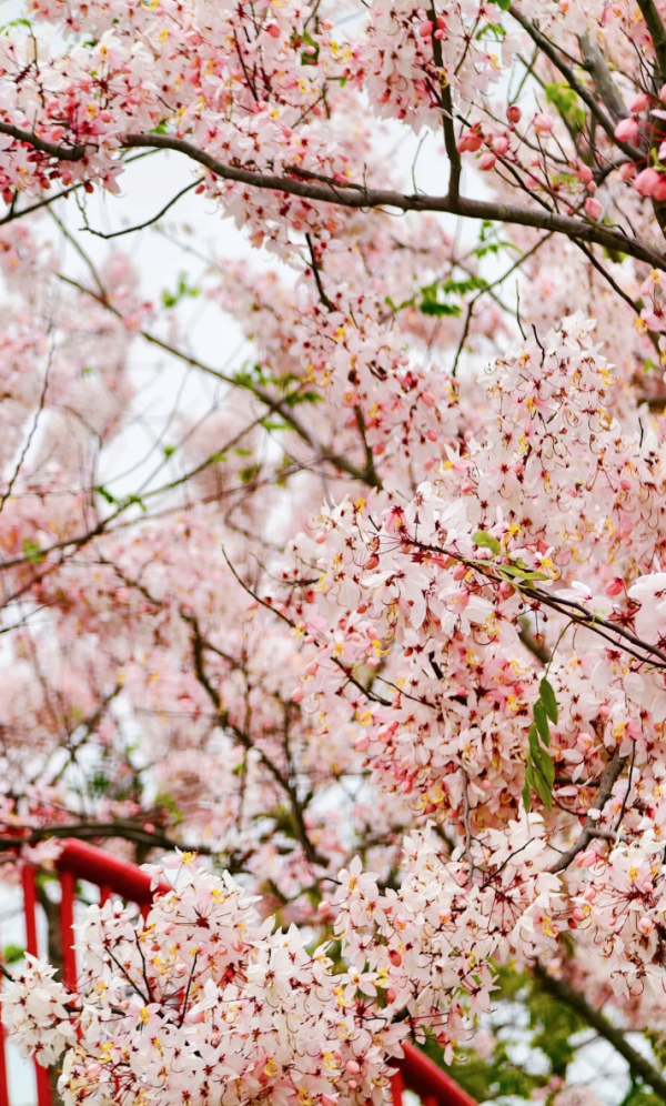 照片來源：小紅書@kk的旅游日记