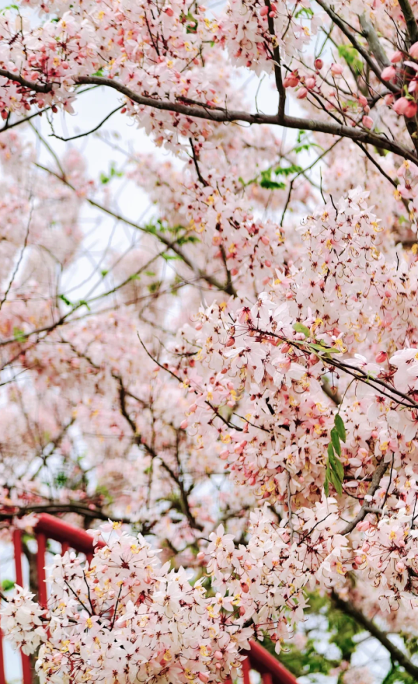 照片來源：小紅書@kk的旅游日记