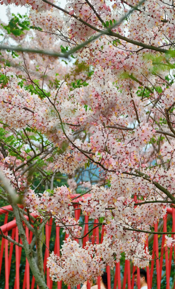 照片來源：小紅書@kk的旅游日记