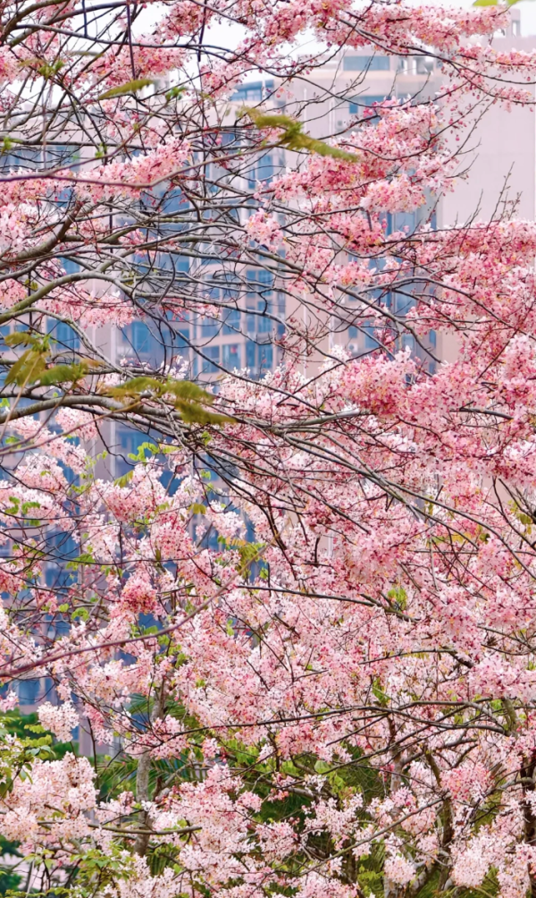 照片來源：小紅書@kk的旅游日记