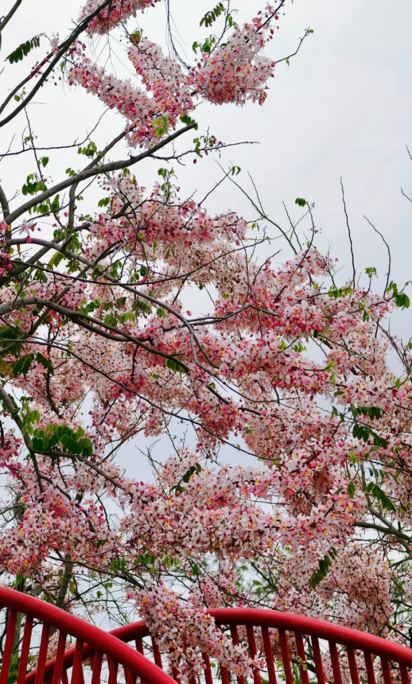 照片來源：小紅書@kk的旅游日记