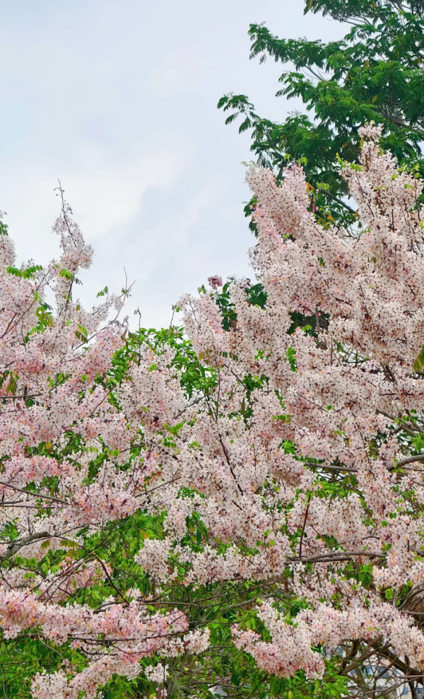 照片來源：小紅書@kk的旅游日记