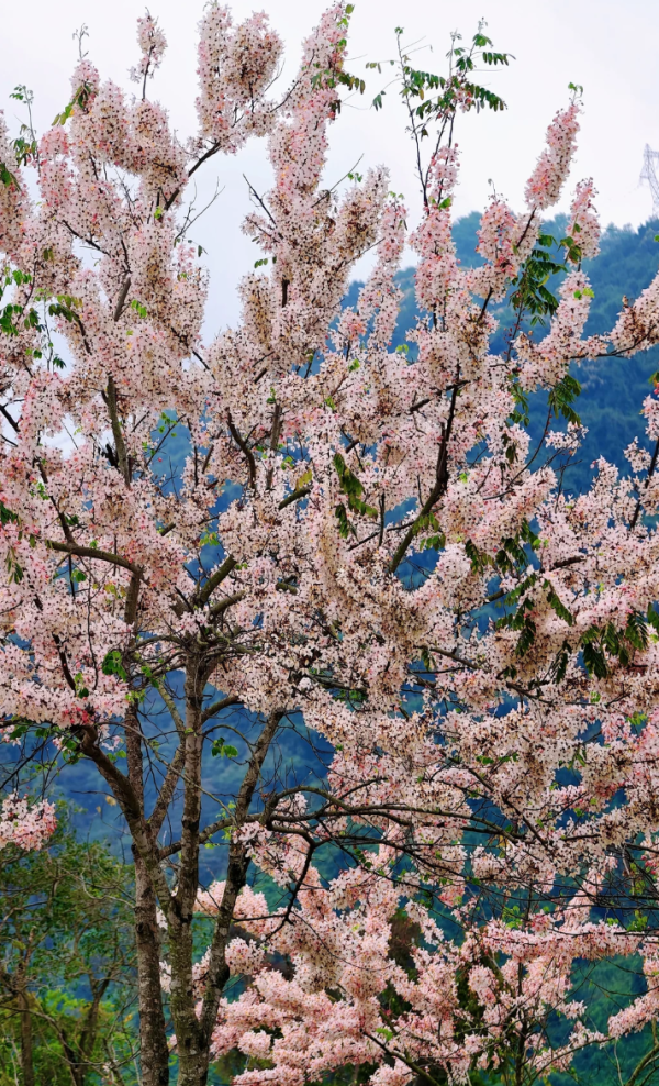 照片來源：小紅書@kk的旅游日记