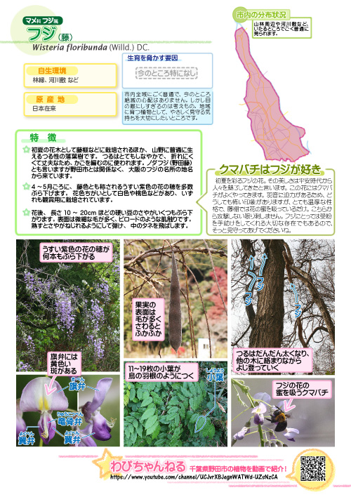 日本紫藤花2026｜紫藤花賞花地點8大推介！附必到打卡位 置身初夏最美紫色瀑布！ 