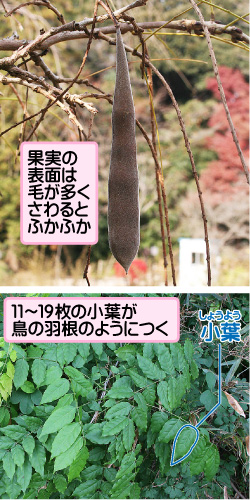 日本紫藤花2026｜紫藤花賞花地點8大推介！附必到打卡位 置身初夏最美紫色瀑布！ 