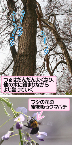 日本紫藤花2026｜紫藤花賞花地點8大推介！附必到打卡位 置身初夏最美紫色瀑布！ 