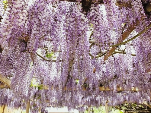 日本紫藤花2026｜紫藤花賞花地點8大推介！附必到打卡位 置身初夏最美紫色瀑布！ 