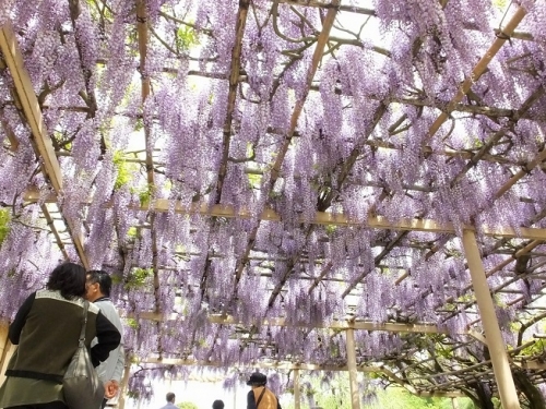 日本紫藤花2026｜紫藤花賞花地點8大推介！附必到打卡位 置身初夏最美紫色瀑布！ 