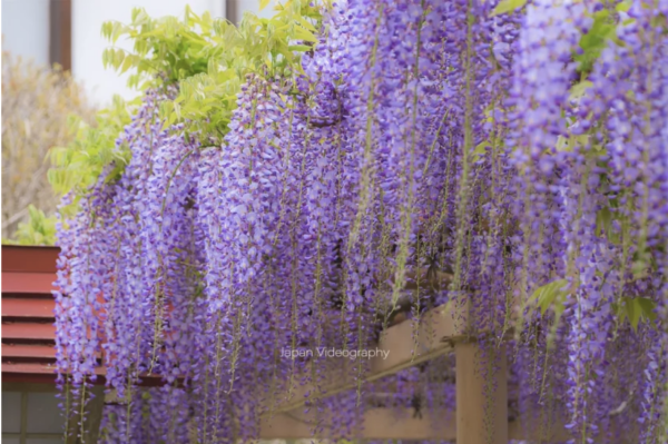 日本紫藤花2026｜紫藤花賞花地點8大推介！附必到打卡位 置身初夏最美紫色瀑布！ 