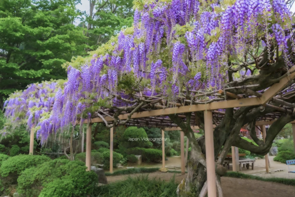日本紫藤花2026｜紫藤花賞花地點8大推介！附必到打卡位 置身初夏最美紫色瀑布！ 