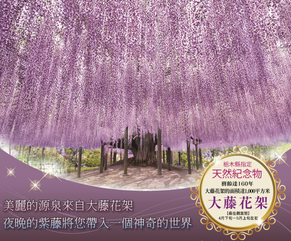 日本紫藤花2026｜紫藤花賞花地點8大推介！附必到打卡位 置身初夏最美紫色瀑布！ 