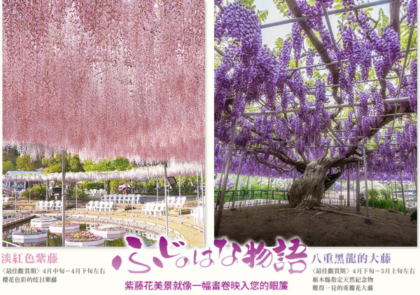 日本紫藤花2026｜紫藤花賞花地點8大推介！附必到打卡位 置身初夏最美紫色瀑布！ 