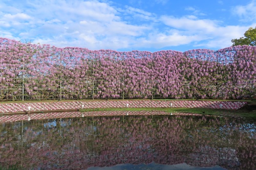 日本紫藤花2026｜紫藤花賞花地點8大推介！附必到打卡位 置身初夏最美紫色瀑布！ 