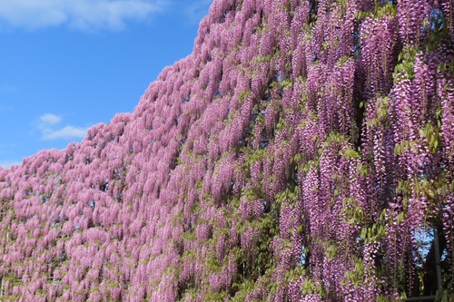 日本紫藤花2026｜紫藤花賞花地點8大推介！附必到打卡位 置身初夏最美紫色瀑布！ 