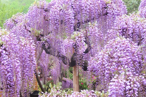 日本紫藤花2026｜紫藤花賞花地點8大推介！附必到打卡位 置身初夏最美紫色瀑布！ 