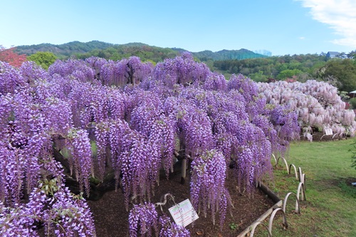 日本紫藤花2026｜紫藤花賞花地點8大推介！附必到打卡位 置身初夏最美紫色瀑布！ 