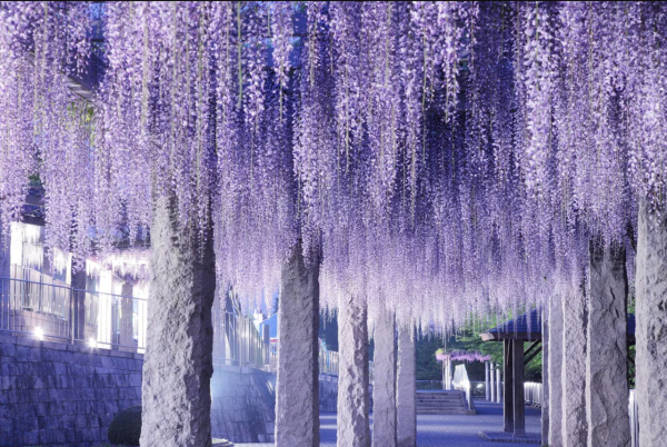 日本紫藤花2026｜紫藤花賞花地點8大推介！附必到打卡位 置身初夏最美紫色瀑布！ 