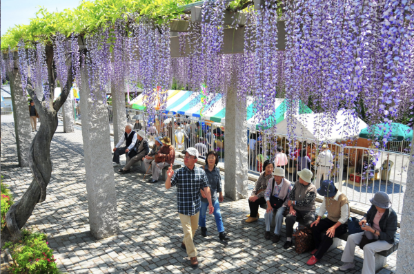 日本紫藤花2026｜紫藤花賞花地點8大推介！附必到打卡位 置身初夏最美紫色瀑布！ 