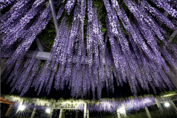 日本紫藤花2026｜紫藤花賞花地點8大推介！附必到打卡位 置身初夏最美紫色瀑布！ 