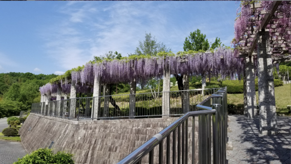 日本紫藤花2026｜紫藤花賞花地點8大推介！附必到打卡位 置身初夏最美紫色瀑布！ 