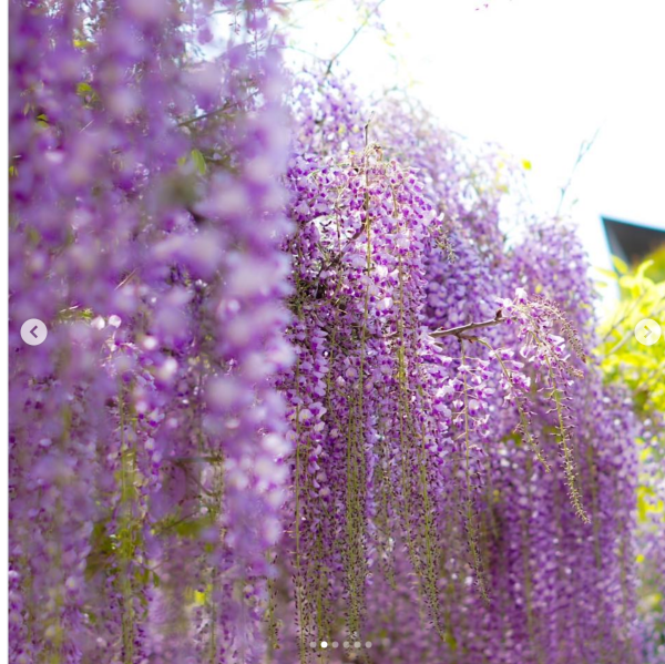 日本紫藤花2026｜紫藤花賞花地點8大推介！附必到打卡位 置身初夏最美紫色瀑布！ 