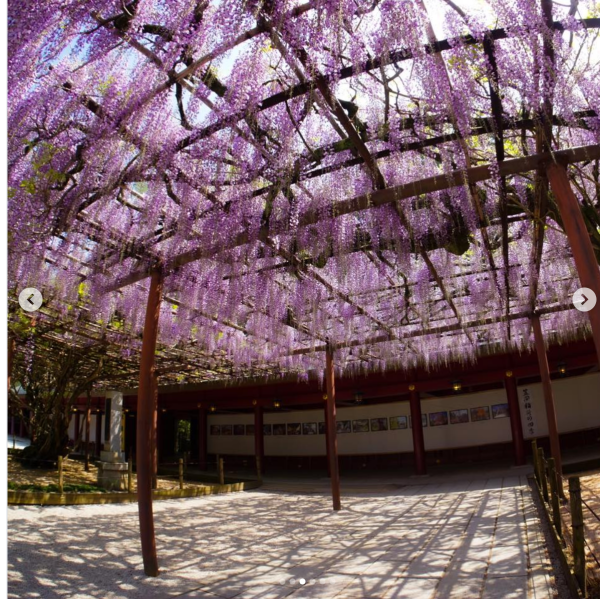 日本紫藤花2026｜紫藤花賞花地點8大推介！附必到打卡位 置身初夏最美紫色瀑布！ 