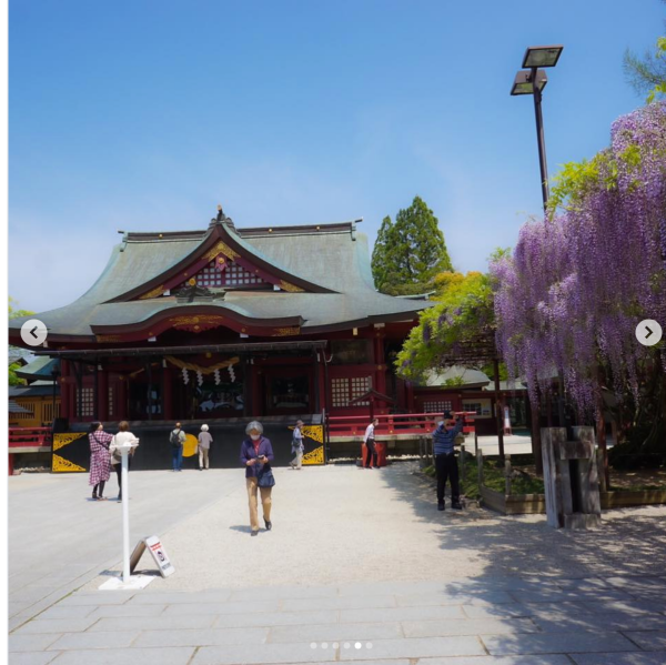 日本紫藤花2026｜紫藤花賞花地點8大推介！附必到打卡位 置身初夏最美紫色瀑布！ 