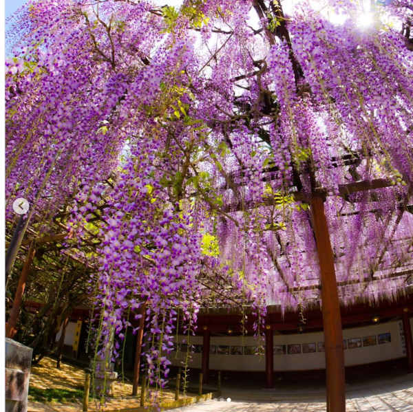 日本紫藤花2026｜紫藤花賞花地點8大推介！附必到打卡位 置身初夏最美紫色瀑布！ 