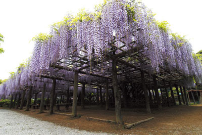 日本紫藤花2026｜紫藤花賞花地點8大推介！附必到打卡位 置身初夏最美紫色瀑布！ 