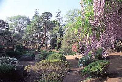 日本紫藤花2026｜紫藤花賞花地點8大推介！附必到打卡位 置身初夏最美紫色瀑布！ 