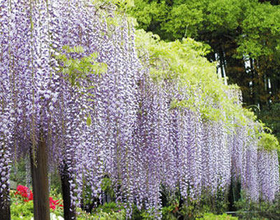 日本紫藤花2026｜紫藤花賞花地點8大推介！附必到打卡位 置身初夏最美紫色瀑布！ 