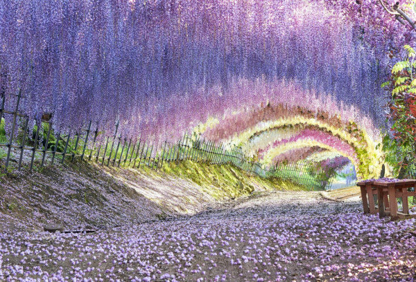 日本紫藤花2026｜紫藤花賞花地點8大推介！附必到打卡位 置身初夏最美紫色瀑布！ 