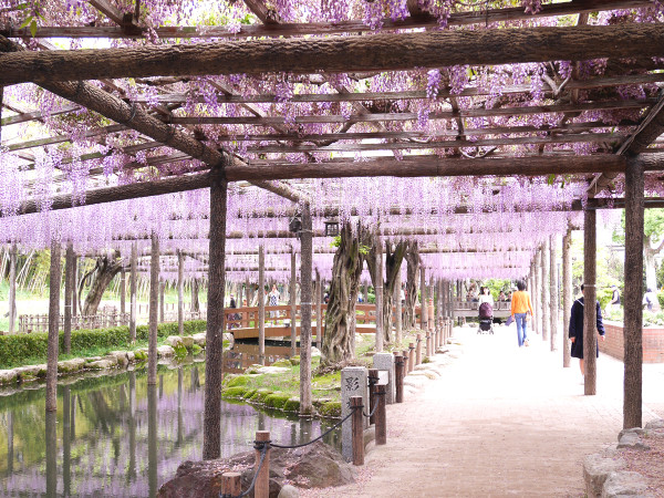 日本紫藤花2026｜紫藤花賞花地點8大推介！附必到打卡位 置身初夏最美紫色瀑布！ 