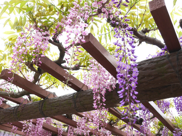 日本紫藤花2026｜紫藤花賞花地點8大推介！附必到打卡位 置身初夏最美紫色瀑布！ 