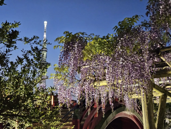 日本紫藤花2026｜紫藤花賞花地點8大推介！附必到打卡位 置身初夏最美紫色瀑布！ 