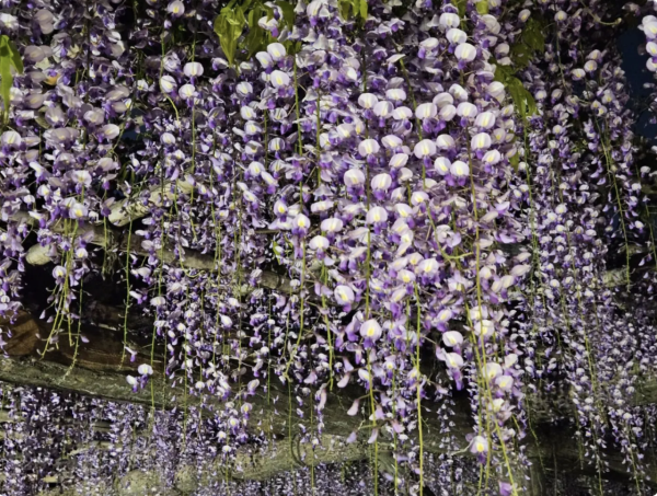 日本紫藤花2026｜紫藤花賞花地點8大推介！附必到打卡位 置身初夏最美紫色瀑布！ 