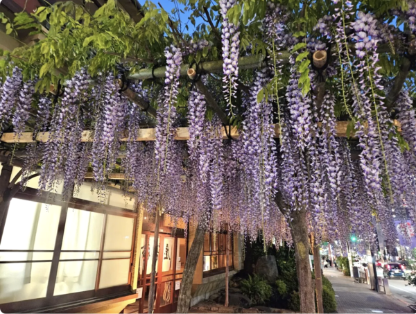 日本紫藤花2026｜紫藤花賞花地點8大推介！附必到打卡位 置身初夏最美紫色瀑布！ 